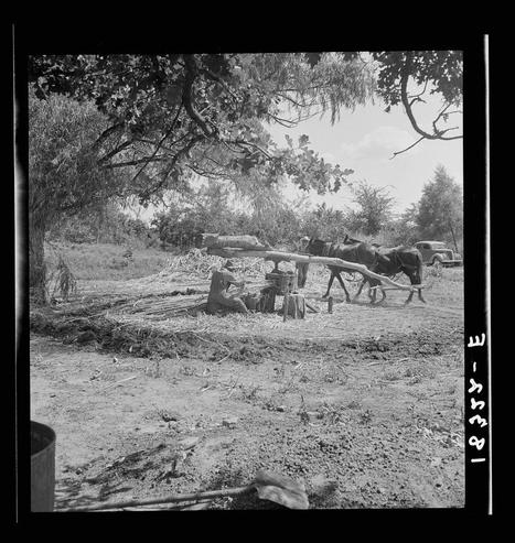 The image depicts a rural or agricultural scene with several individuals working around what appears to be machinery. The black and white photo captures the essence of manual labor, possibly in relation to pressing cane for sorghum juice as indicated by the caption. One person is seated on the ground under some trees, while others are engaged with large logs or machinery that looks like a horse-drawn logging cart. In the background, there's greenery and another vehicle parked farther away, suggesting this work might be taking place in an open field near rural roads. The overall atmosphere reflects hard manual labor typical of agricultural processes during certain historical periods, possibly within Southern states such as Mississippi where sorghum is a crop.