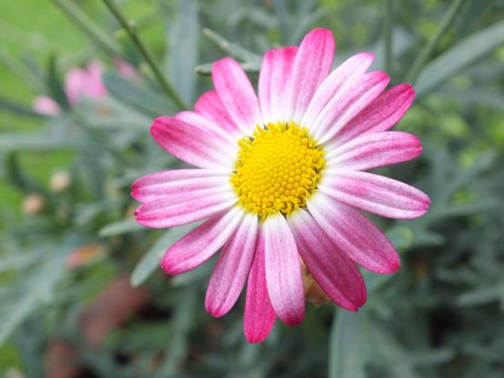 Eine Nahaufnahme einer pinkfarbenen Blume mit weißen Akzenten und einem leuchtend gelben Zentrum, umgeben von grünen Blättern und einem leicht unscharfen Hintergrund.