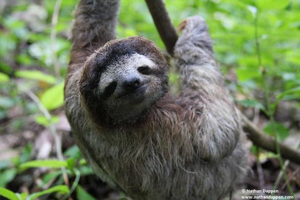 A closeup of a three-toed sloth in the Cauita National Park Costa Rica