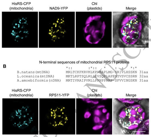 figure from the paper which shows fluorescence microscopy pictures of microbes