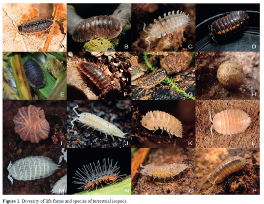 Overview of 16 photos of terrestrial isopods (woodlice) taken from the review on the new Oniscidea network 'OniscidBase'.
