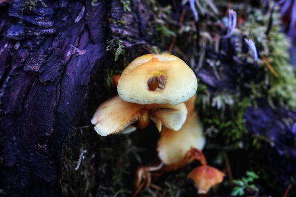 A close-up photograph of a small cluster of yellowish fungi growing on dark, textured tree bark. The fungi’s caps are smooth and rounded, with one cap featuring a small central hole and two shallower holes above it. Together, these holes resemble a surprised face—two eyes wide in astonishment and an open mouth. The background includes patches of green moss and purple-tinted foliage, adding a vibrant contrast to the fungi and the dark bark. The image captures the playful, almost whimsical appearance of nature’s details.