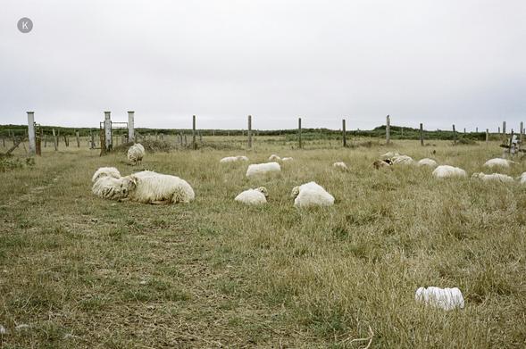 Schafe liegen und grasen auf einer trockenen, gelblichen Wiese, umgeben von einem einfachen Zaun unter bewölktem Himmel.