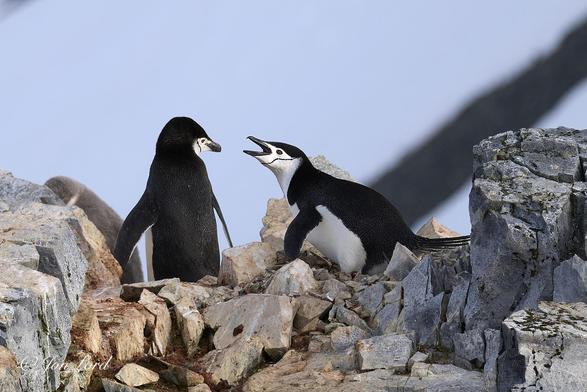 This is a colour wildlife photo in landscape format of two Chinstrap Penguins (Pygoscelis Antarcticus), in the wild, with one seemingly in dispute with the other. Graham Land, Antarctica (2024).

Dominating the lower half of the image is a scene of medium grey, sharpe and well cracked smalll rocks with a wide depression in the centre of the image. In this part are two Chinstrap Penguins. The one on the left has it's back to the camera with it's head turned to the right. The penguin on the left is viewed in profile, it's left side in view and is facing the first Penguin. Our second penguin is leaning forward, beak wide open as if unhappy about the first Penguin. The birds top surfaces (backs) are jet black including the flippers (wings). The lower surfaces are white. The beak is black while the face is white. There is a thin black line stretching from the top of the head, behind the eye, under the chin and then up the same direction on the other side: Hence the name, Chin Strap Penguin. In the distant background is the snow covered steep terrain of a mountain on the opposite side of the bay with a thick diagonal black stripe of bare rock stretching down from the top right corner.