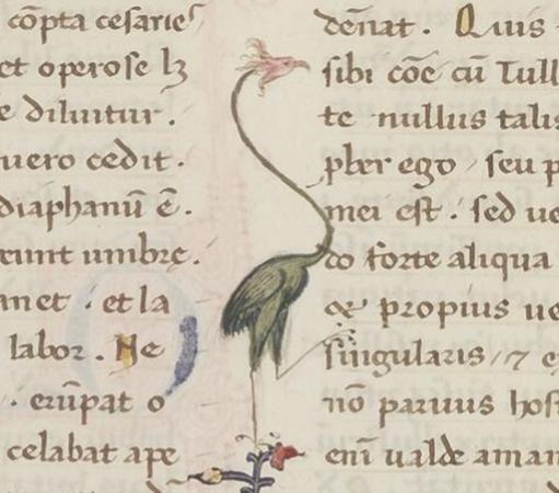 A detail from a manuscript page showing a crane-like animal with a long neck in between paragraphs. The crane is walking into the text, and his head is like a manicule: read here! (Biblioteca Apostolica Vaticana, Ott.lat.1908), Source: https://digi.vatlib.it/view/MSS_Ott.lat.1908