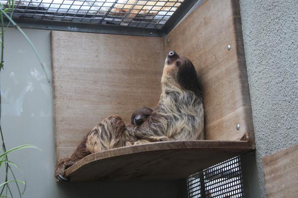 Its a toe-toed sloth lying on a platform of wood in a zoo. the sloth has laid back his head and on its stomach is a little head of a baby sloth seen.