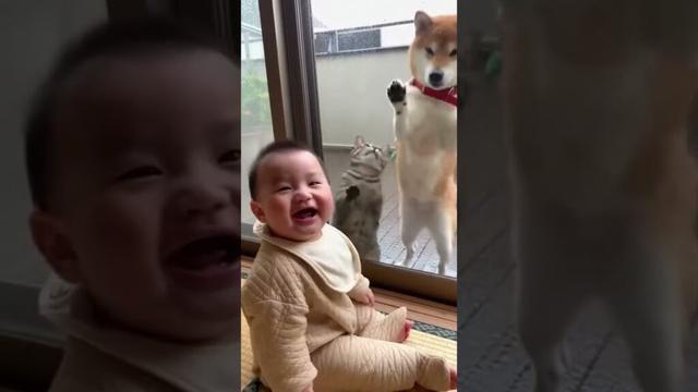 【悲報】外が雨なのにｲｯﾇとﾈｯｺを家に入れてくれない赤さん…　#shorts