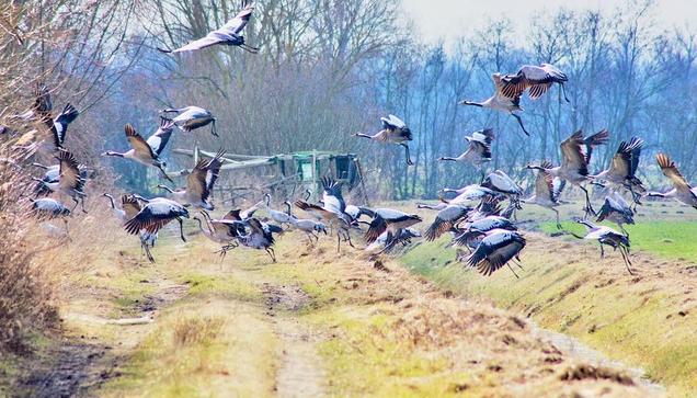 Eine Gruppe von Kranichen steht auf einem gelben Feld mit braunen Gräsern, vor einem dunklen Waldhintergrund.