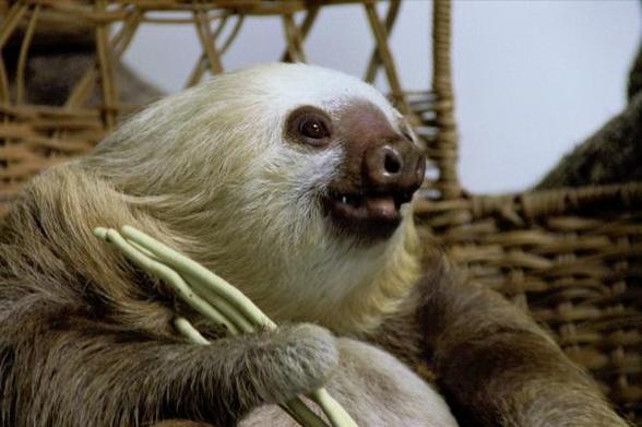 A young toe-toed sloth in a reception station, in its clawr is a unidentified green vegetable.