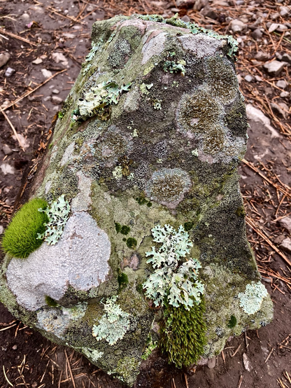 A large rock on the trail is covered in a variety of mosses and lichens, the rock itself sitting atop dirt and pine needles.