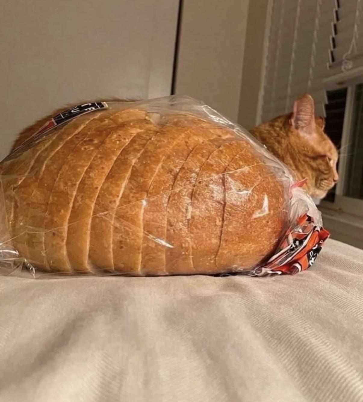 Photo of a cat-shaped loaf of bread (round) sitting in front of a bread colored loaf of cat (orange). All you can see is head and bread (well, except for a little back fuzz, but it blends in pretty well)