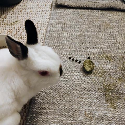 Tila, a white rabbit with black ears, a black nose, and red eyes, is sitting on floor on the left side of the picture.  She's looking at me over her right shoulder.

To her right is part of a greenish hay cube.  There are four poops in a line with the hay cube at the 10 o'clock position.  There is a fifth poop at the 12 o'clock position.  

The hay cube represents the Sun, and the five poops represent Mercury, Venus, Earth, Mars, and Jupiter.