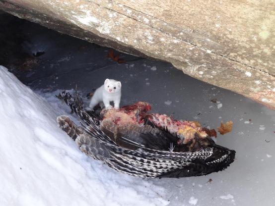 An all white weasel standing on a wild turkey carcass lying on ice and show under a large rock shelf. The weasel is looking at the camera.