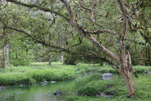 A small pond in the foreground is surrounded by an incredibly lush landscape.  A gnarled tree stands in the foreground, covered in moss.  Near the base of the tree, a tortoise rests in the pond, its head poking just over the surface of the water