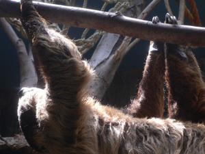 Toe-toed sloth climping on branch