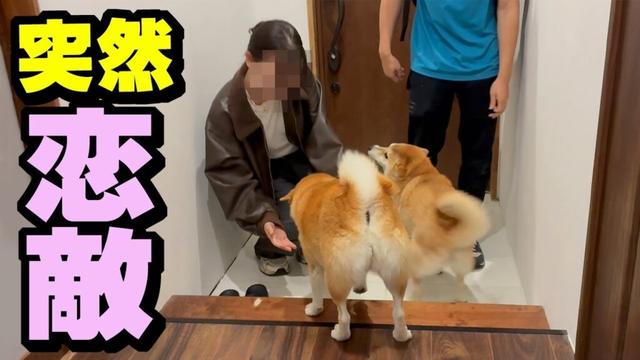突然、兄が彼女を連れて来たら柴犬姉妹の反応は…妹の嫉妬が爆発
