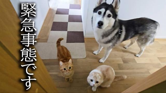 階段が怖くて降りれない犬を助ける子猫がこちらです...