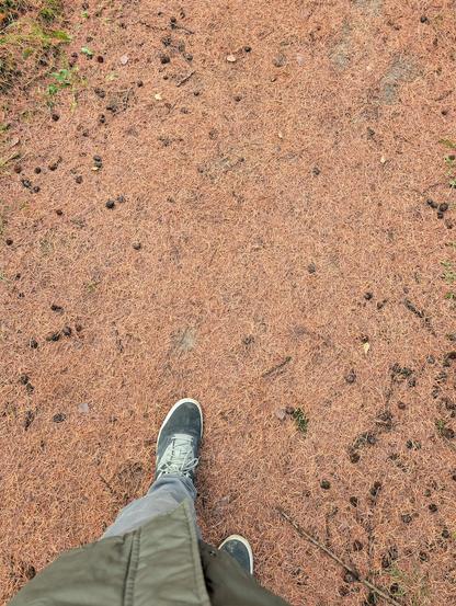 Part of a jacket and shoe are visible, as we pan to the forest ground, covered in orange pine needles