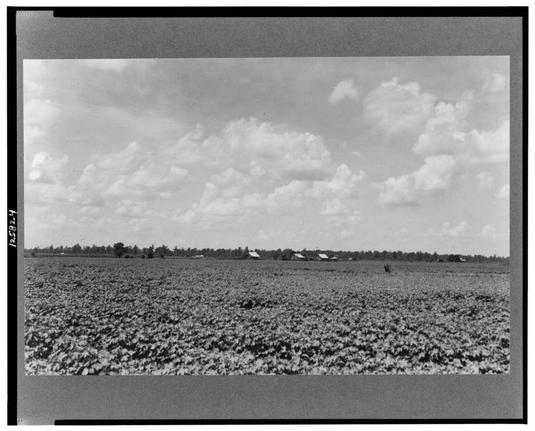 The image depicts a vast field of cotton crops under a cloudy sky. In the distance, small structures can be seen which are known as "cotton cabins" or sharecropper houses, typically found in agricultural regions where tenant farmers lived and worked on land owned by others. The overall scene represents rural life during the time when agriculture played a significant role in many communities across America.