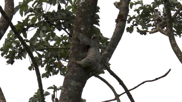Three-toed sloth hugging a tree