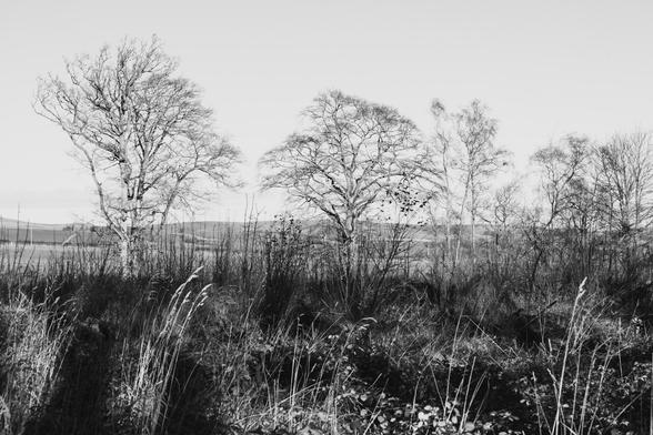 A black and white landscape featuring several bare trees amidst tall grasses lit by shafts of light. The background includes rolling hills under a clear sky.