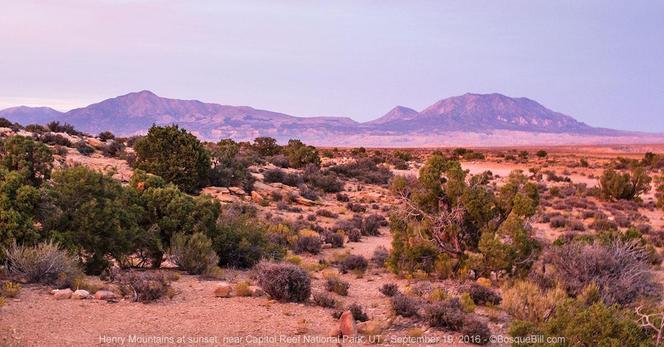 Looking across rolling low sandstone hills of piñon/juniper habitat at two mountains that cross the horizon. They are tinted pink by the setting sun.
©BosqueBill.com