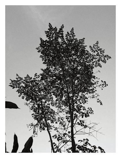 A deciduous tree, appearing in silhouette, against a sky.