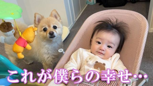 赤ちゃんとポメラニアンの幸せな日常がこちら