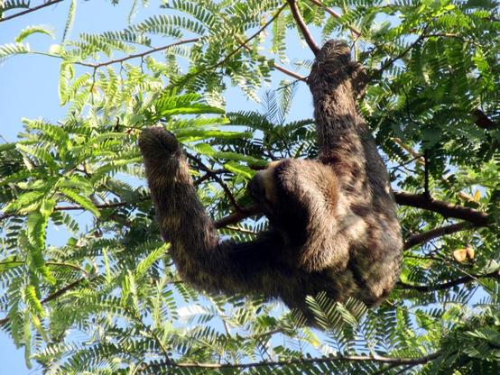 A sloths hangging in a tree