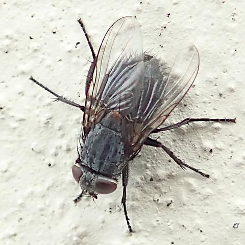an einer weiß gestrichenen hauswand sitzt eine fliege mit dem kopf richtung 7 uhr. sie ist schwarz und anthrazitgrau bis auf die sehr großen sehr dunkel rotbraunen augen und eine ebenso gefärbte stelle auf der rückenmitte. die flügel sind transparent und ihre äderung ist hauchzart, sie sind kaum zu sehen. die beine sind breit in alle richtungen ausgebreitet, geben sicheren halt.