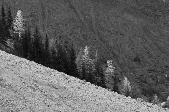 Larch and conifer trees line a rocky mountainside, dividing the photo in half diagonally. The slope of the mountain in the foreground is light-coloured glacial rock deposit. The mountain slope in the background is also mostly glacial rock, but is in shadow, and yields a nice contrast to the foreground. The larch trees pop out from the conifers they stand alongside in the middle, as they are lighter-coloured and also lit by the sun.
