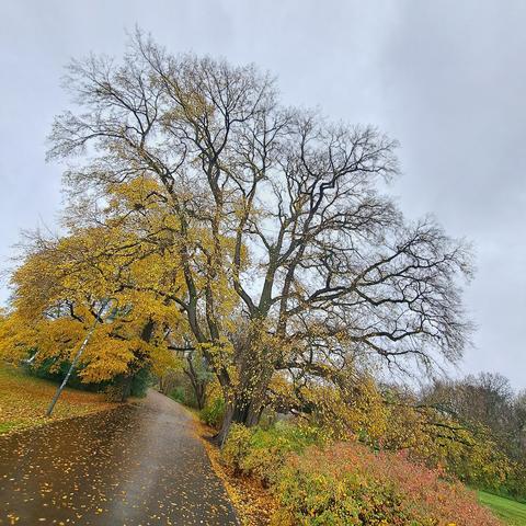 Die Flatterulme im Spätherbst am Wegesrand