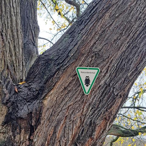 Schild an Rinde: Naturdenkmal