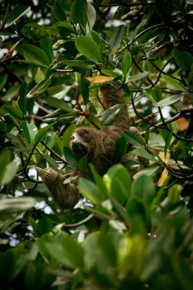 photo of a three-toed sloth from far away between a lot of leafs in the fore- and backround