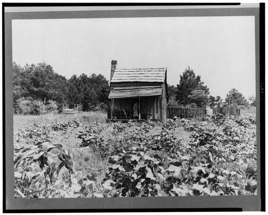 This black-and-white photograph depicts a rustic scene featuring an old wooden cabin with weathered shingles, situated in what appears to be rural farmland. The structure has a single-story construction and is equipped with a simple gable roof that slopes downwards on all sides, without any visible modern amenities or furnishings inside.

Surrounding the cabin are overgrown crops, likely cotton and corn given their distinctive leaf patterns and plant heights, indicative of a sharecropping community in rural America. The presence of these specific types of plants suggests agricultural labor practices common during early 20th-century Southern United States history when many African Americans were part of such systems.

The photo is taken from an angle that includes the cabin centrally within the frame with trees and dense vegetation forming a backdrop, hinting at isolation or abandonment. There's no sign of human activity in this image; it captures stillness and possibly reflects on past hardships associated with sharecropping life during that era. The grayscale coloration adds to the somber mood.

The photograph is credited as "Sharecropper’s cabin, cotton and corn, near Jackson, Mississippi," which provides context for its location and historical significance.