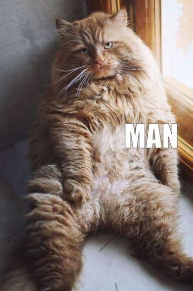 Orange cat leaning back against the window frame, starring at the day about to unfold