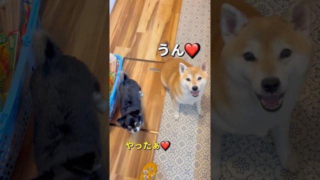 食欲が止められない🐶🐶‼️#柴犬 #チワワ #shorts