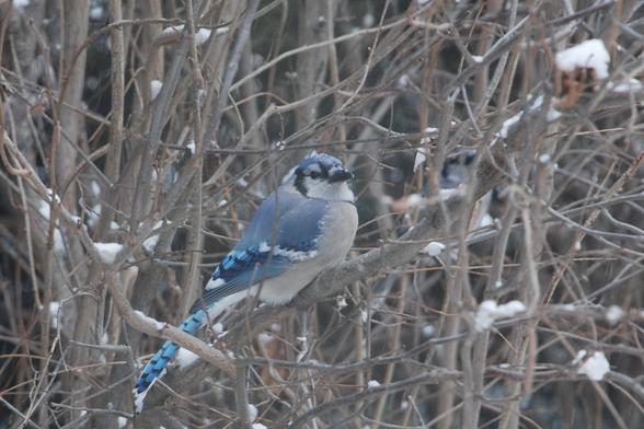 A Blue Jay is perched in a thicket of hazelnut branches.  Snow has collected on some of the branches and there are even a few flakes on the Blue Jay's head.