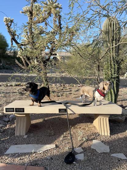 dachshunds on bench
