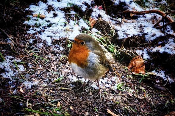 A close-up, eye-level shot of a plump European Robin standing on dark, frost-covered ground. The bird features a vibrant orange breast and olive-brown wings, puffed up against the cold amidst scattered twigs, dead leaves, and patches of white snow.