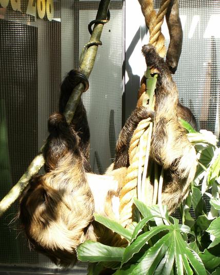 Two toe-toed sloths in a zoo