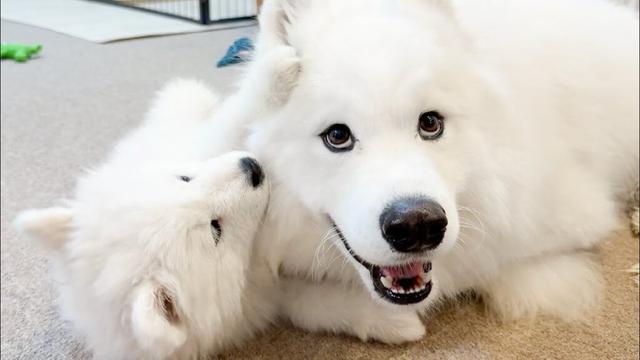 生後2ヶ月の妹が大好きすぎてくっついて離れたくない先住犬がかわいすぎました…【Jackery 2000New】