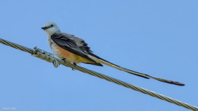A larger bird with a very long tail that will form an open v during flight.  The head is light grey-blue with a dark eye band and dark eyes.  the body is dark grey with lighter edges on feathers.  The chest is light and the sides are rufous.  This is the Scissor-tailed Flycatcher.

Iff you are interested, you can find the full taxonomic listing of North and Middle American Birds at https://checklist.americanornithology.org/taxa/

A slightly easier to use checklist can be found at American Birding Association:  https://www.aba.org/aba-checklist/