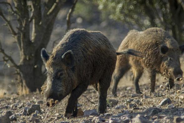 Image de archivo de unos jabalíes. (EFE)