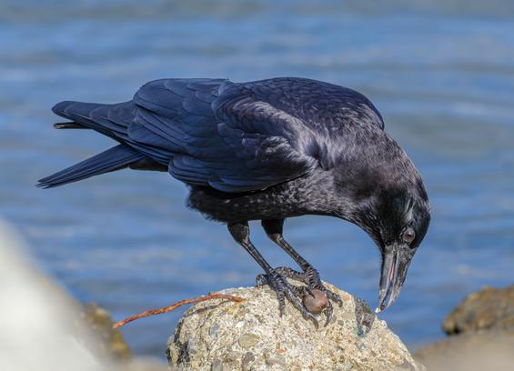An American Crow, on a rock with a round berry or nut under its claw, and some of it on its bill as it pecks at it.  Water in the background.