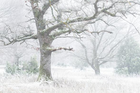 Knorrige Eichen im nebligen Spätherbst. Die Szene ist insgesamt winterlich anmutend. Es gibt etwas Schnee und Raureif. Die Eiche im Vordergrund streckt sich mit vielen Ästen ins Bild und ist teilweise bemoost. Im Hintergrund und durch den Nebel schon etwas kontrastarm steht eine weitere Eiche mit vielen Ästen. Dazu ein paar Wacholderbüsche. Der Hintergrund verliert sich dann so ziemlich im Nebel. Unten im Vordergrund und Unterwuchs Wiese mit Raureif und Schnee.