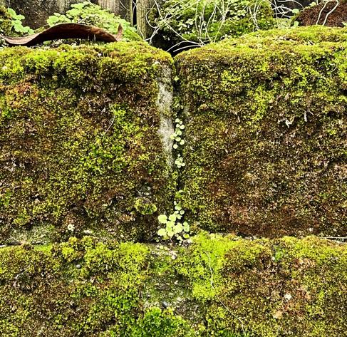 Moss growing on a cement block wall