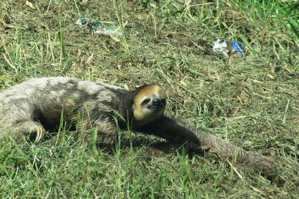 three-toed sloth crouching about the gras