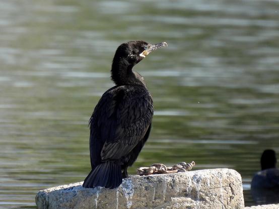 A large, black bird standing on a cement platform, showcasing their natural habitat and serene environment.