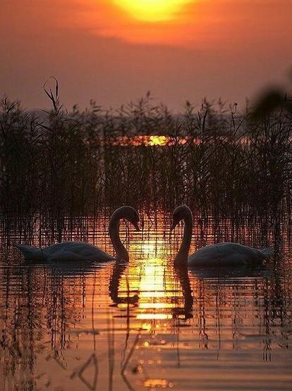 Tiefstehende Sonne über einem mit Schilf bewachsenen Gewässer, im Vordergrund zwei Schwäne
Quelle: Neset Arici, Pinterest